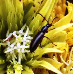 Neoeutrapela