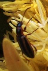 Neoeutrapela