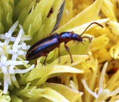 Neoeutrapela