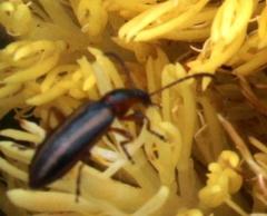 Neoeutrapela