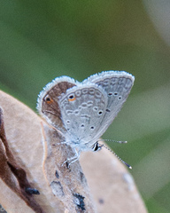 Eicochrysops messapus messapus