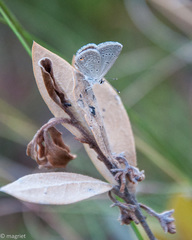 Eicochrysops messapus messapus
