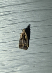 Dichomeris bilobella