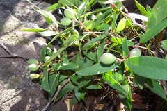 Persoonia confertiflora