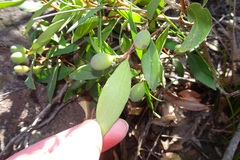 Persoonia confertiflora