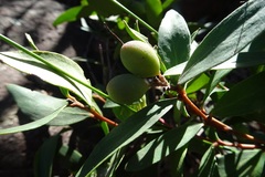 Persoonia confertiflora