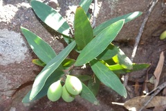 Persoonia confertiflora