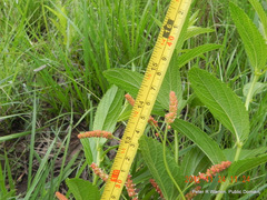 Acalypha peduncularis