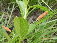 Acalypha peduncularis