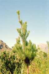 Leucadendron comosum homaeophyllum