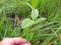 Acalypha peduncularis
