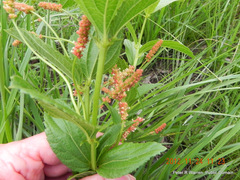 Acalypha peduncularis