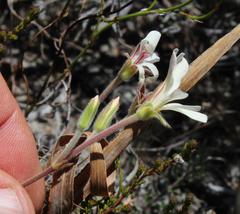 Pelargonium carneum