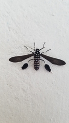 Horama plumipes