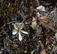 Pelargonium carneum