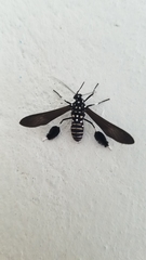 Horama plumipes