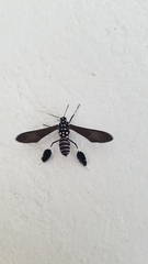 Horama plumipes