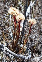 Crassula subulata subulata