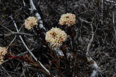 Crassula subulata subulata