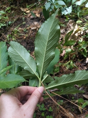 Arisaema dracontium image