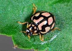 Declivitata bohemani