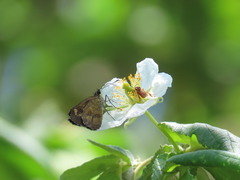 Synapte shiva