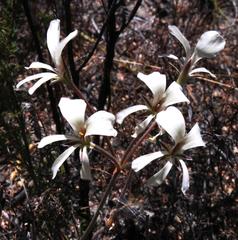 Pelargonium carneum