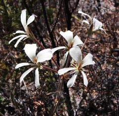 Pelargonium carneum