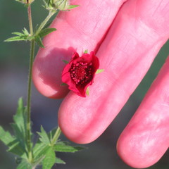 Potentilla thurberi