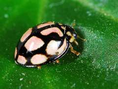 Declivitata bohemani