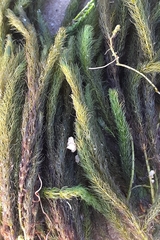 Hippuris vulgaris