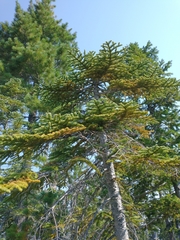 Abies procera