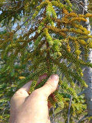 Abies procera