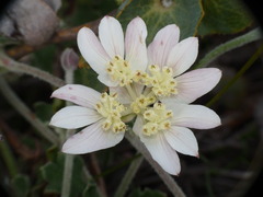Xanthosia tomentosa