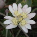 Xanthosia tomentosa - Photo (c) harrylurling, algunos derechos reservados (CC BY-NC), subido por harrylurling