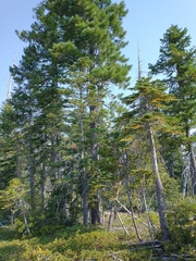 Abies procera