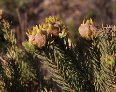 Leucadendron laxum