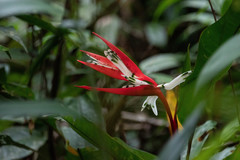 Heliconia acuminata