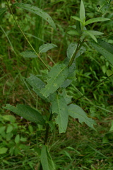 Asclepias incarnata incarnata