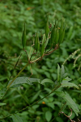 Asclepias incarnata incarnata