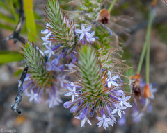 Merciera azurea