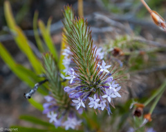 Merciera azurea
