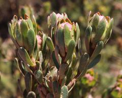 Leucadendron stelligerum