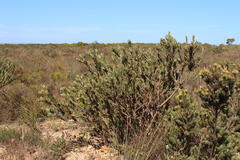 Leucadendron stelligerum