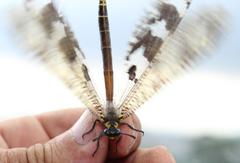 Palpares speciosus