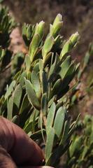 Leucadendron stelligerum