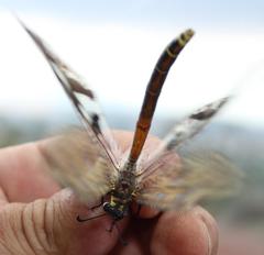 Palpares speciosus