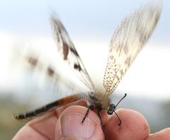 Palpares speciosus