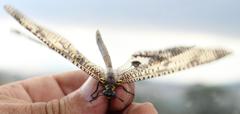 Palpares speciosus