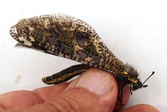 Palpares speciosus